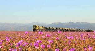 RestoDelMundo13's tweet photo. El desierto de Atacama Florecido!!! considerado como el más árido de la Tierra, crecieron flores malvas por el cambio de clima https://t.co/og7ssqr3oE