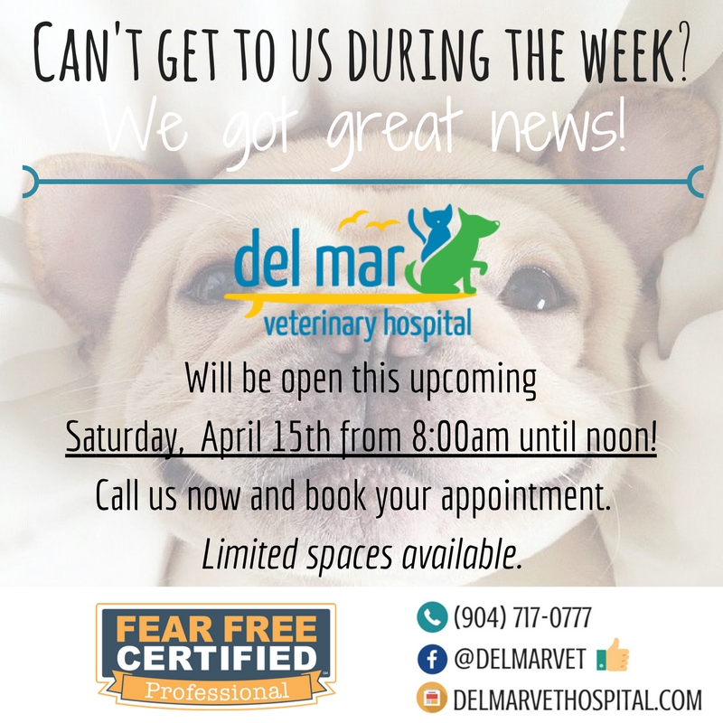 DelMarVet's tweet photo. Call us today to schedule your Saturday appointment! (904) 717-0777
#delmarvet #letskeepthemhealthy https://t.co/g4jCFGd3NQ