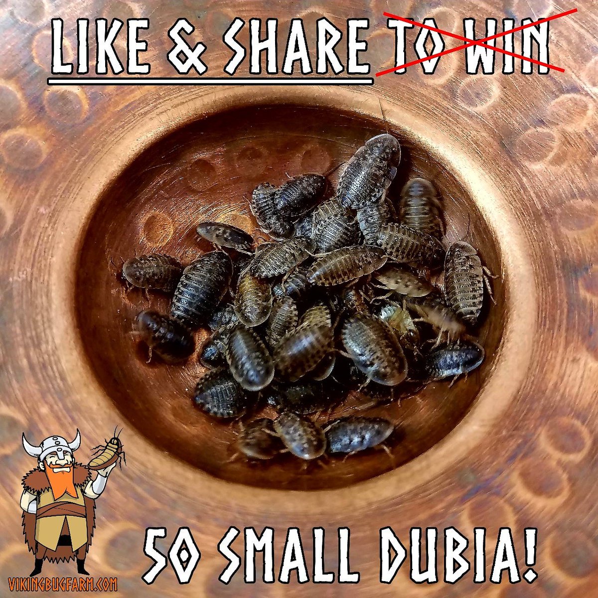 VikingBugFarm's tweet photo. No #Contest! 
Like - Share &amp;  Pay shipping -
for 50 #Free #Dubia #Roaches ! #feeders #reptiles #spiders #gecko #hedgehog #insects https://t.co/WFxdrN4aFX
