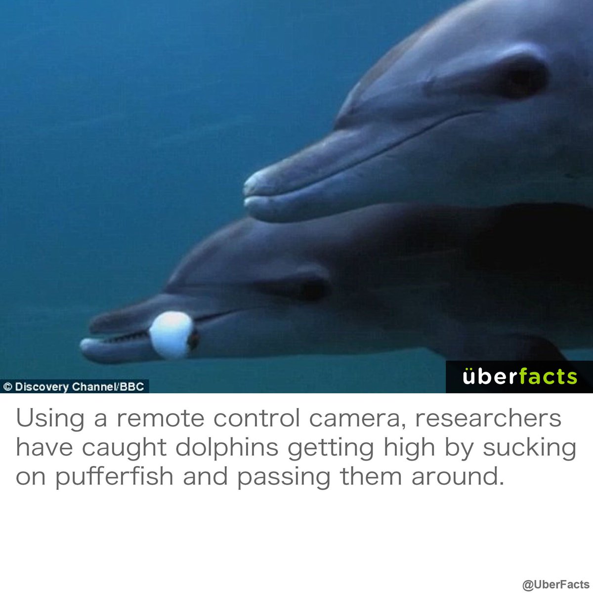 Dolphins like to get high by sucking on pufferfish., image size:1200x1200