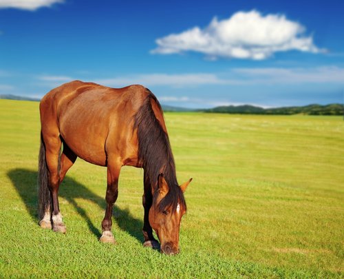 Stubben_Bel's tweet photo. L’alimentation du #cheval est variable. Un cheval au repos, qui ne sort pas de son box, peut se satisfaire de foin. https://t.co/h2VbZpFjcL