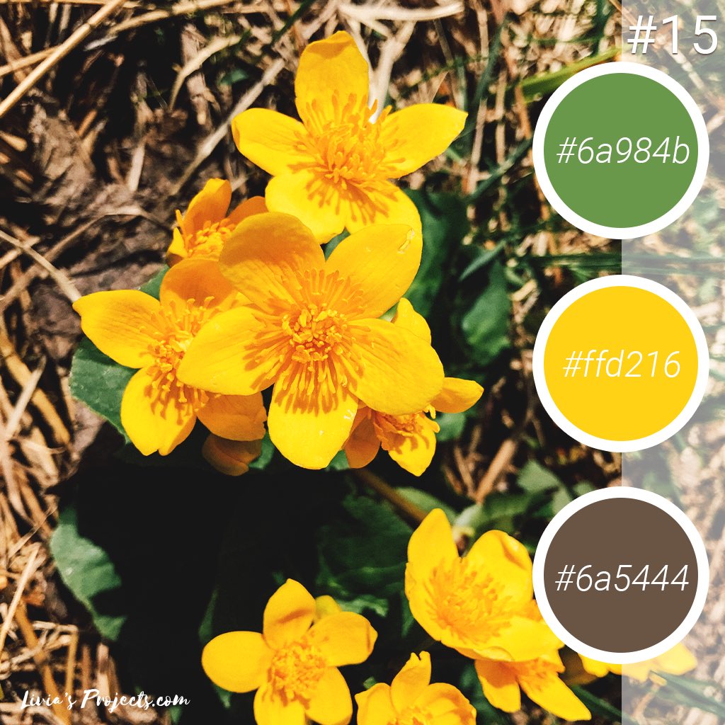 LiviasProjects's tweet photo. The Spring Calmness - #color #combo #tip 15
#coloroftheday #ColoringBook #webdesign #webcolor #yellow #flower #nature #web #inspiration #hex https://t.co/HjdBTpag0j