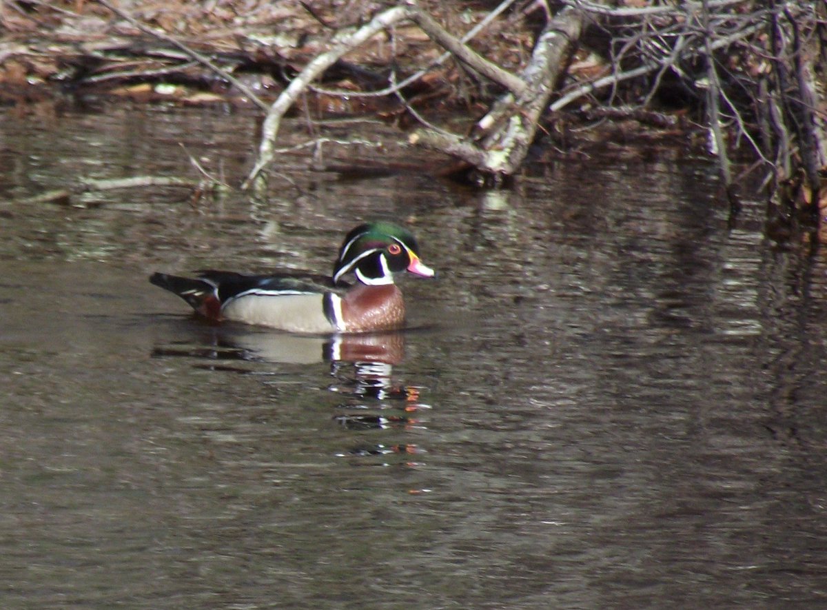 WpWildRivers's tweet photo. Wood duck seen on the Wood River in Hope Valley today.  One of the many reasons to protect these awesome rivers! https://t.co/ro2mzIrAyl
