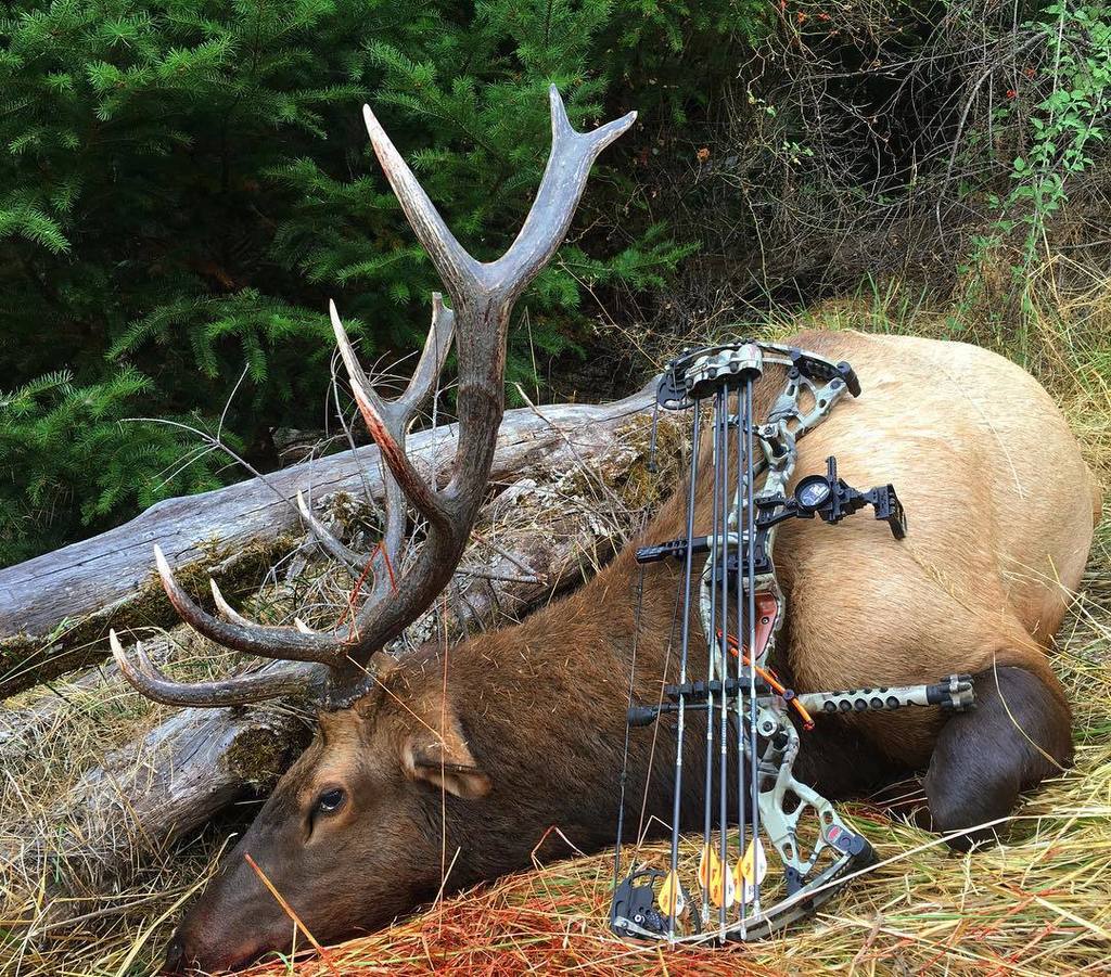 PKDOUT's tweet photo. Get serious, get Hoyt! #IISY
#PKDOUT #SUCCESSWEIGHSHEAVY #wapitiwednesday #Accubow #getseriousgethoyt #hoytbowhunting #WeaponArmor #nosler … https://t.co/tPUKfJpovz