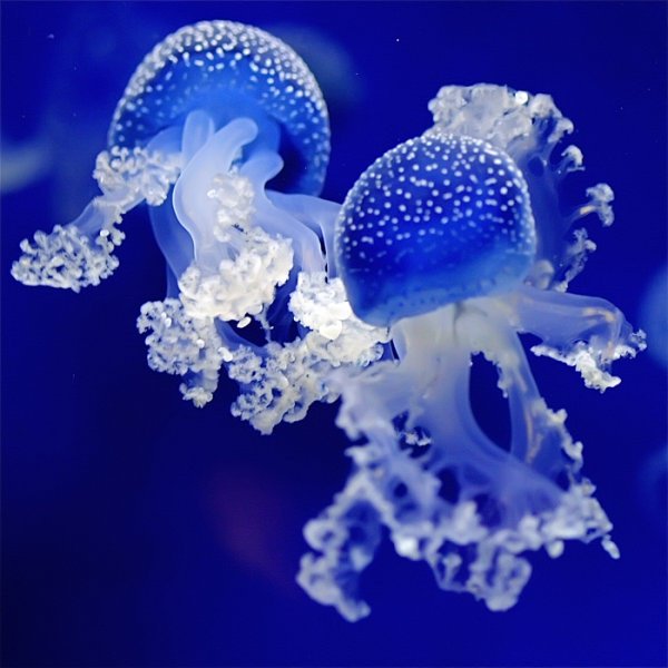 AquapolisGame's tweet photo. 🐠 RETWEET contest! 🔵Indigo🔵A jellyfish cut in two can regenerate and create two new organisms! https://t.co/ogr5Kb5SQb!🐠 https://t.co/pJbdvbkmjQ