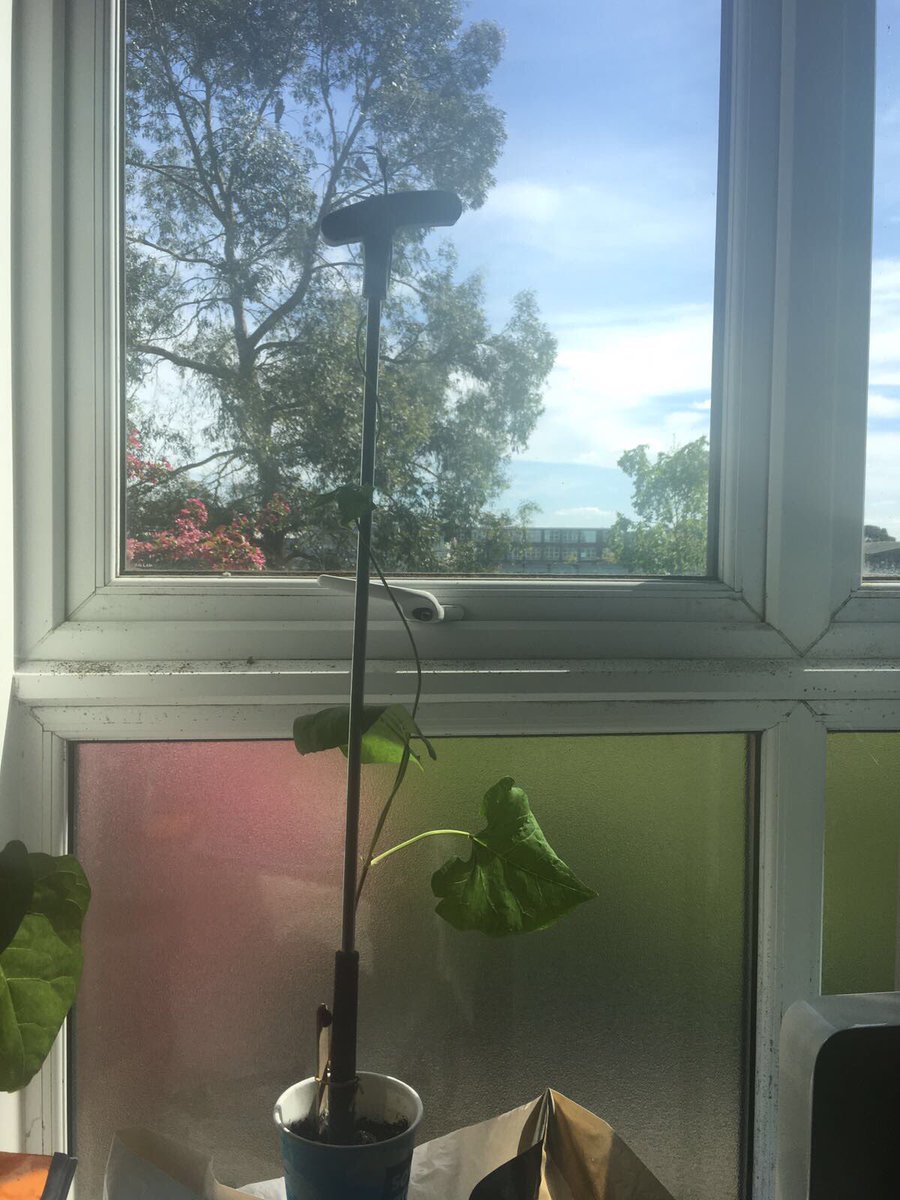 StrongstemsHE's tweet photo. Its a stick...no a golf club! #anythingwilldo #strongstems #sowandgrowuk @innocent @giyireland @ummig2008 https://t.co/oWWexX7zWP