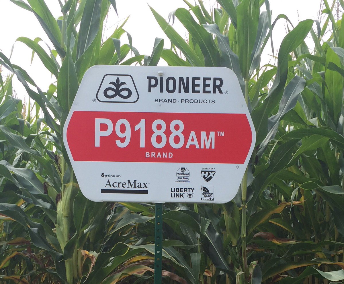 Cheech_Cheech's tweet photo. If this single hybrid family was its own seed company, it would have the 3rd largest market share in eastern Canada! Still have great supply https://t.co/zj2oHe16AV