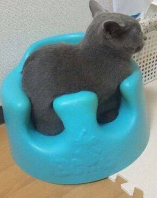 This really made me giggle!
If I fits, I sits....