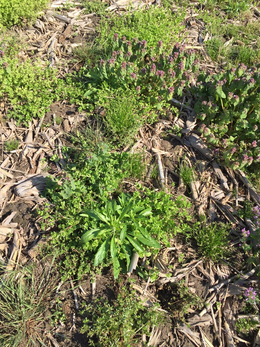 Marestail are ahead of schedule this year, are you?! #CropTrak <a href="/VollrathDennis/">Dennis vollrath</a> @mcatron74 <a href="/DavidwWolfe/">David Wolfe</a> @Jason_Mefford <a href="/mattstock09/">Matt Stock</a>