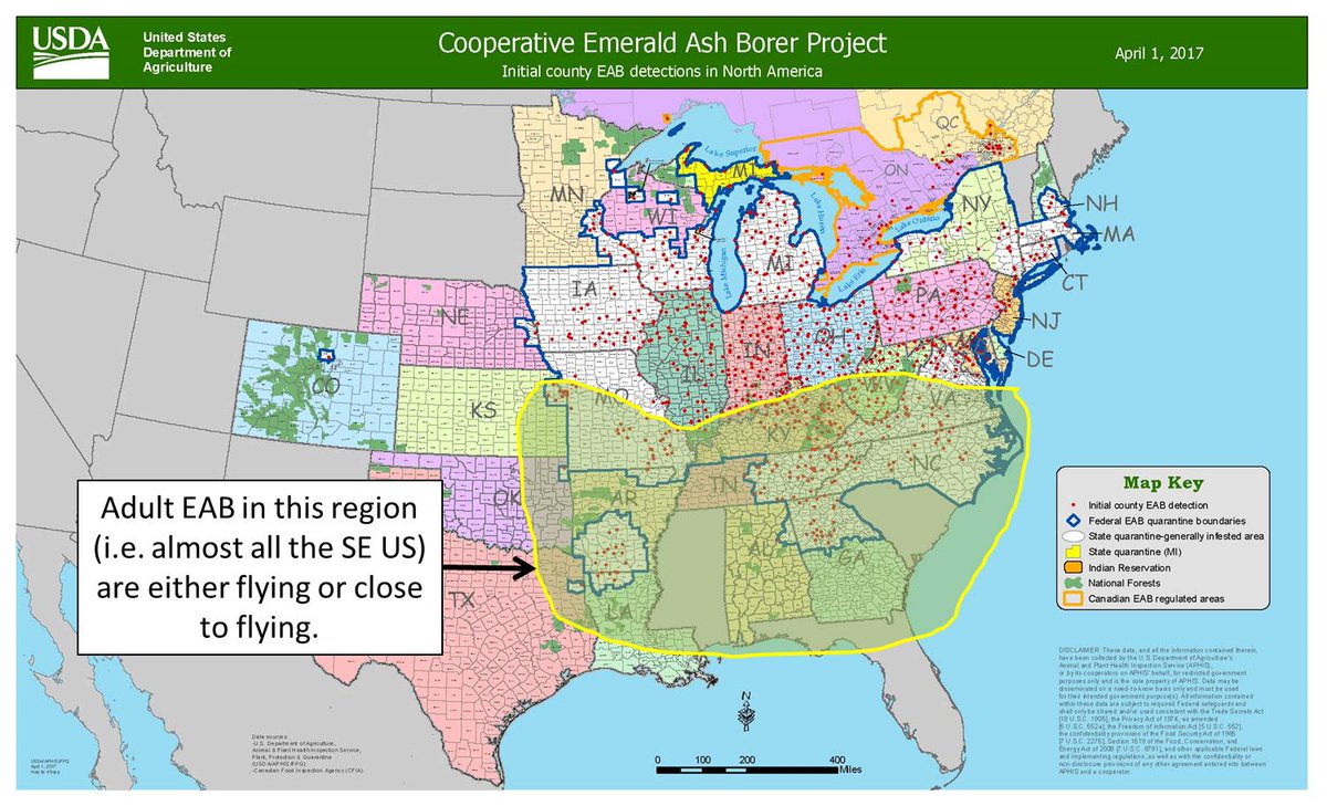 drdavecoyle's tweet photo. The #invasivespecies #EAB likely flying throughout the SE US now. This the year #SouthCarolina &amp; #Mississippi join the club? #foresthealth https://t.co/qBhcJ4SUES