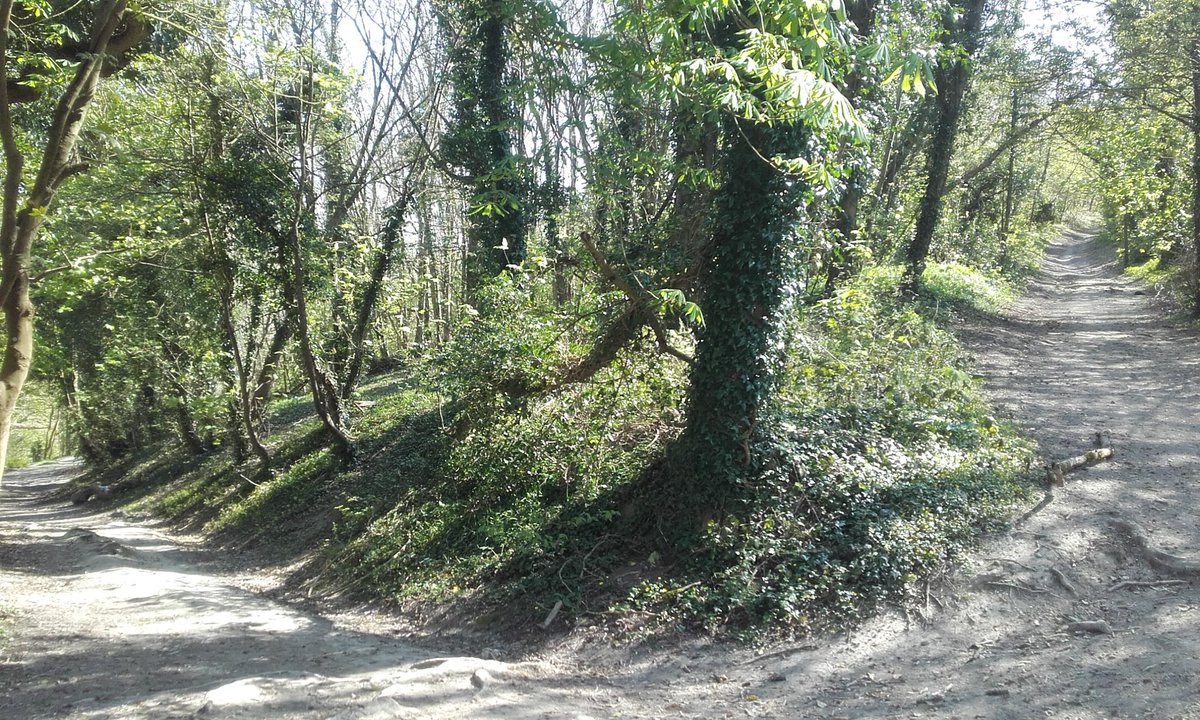mikeycancan's tweet photo. 4 miles from my front door I picked some Wild Garlic today #nomonom https://t.co/bsTeja1jjd