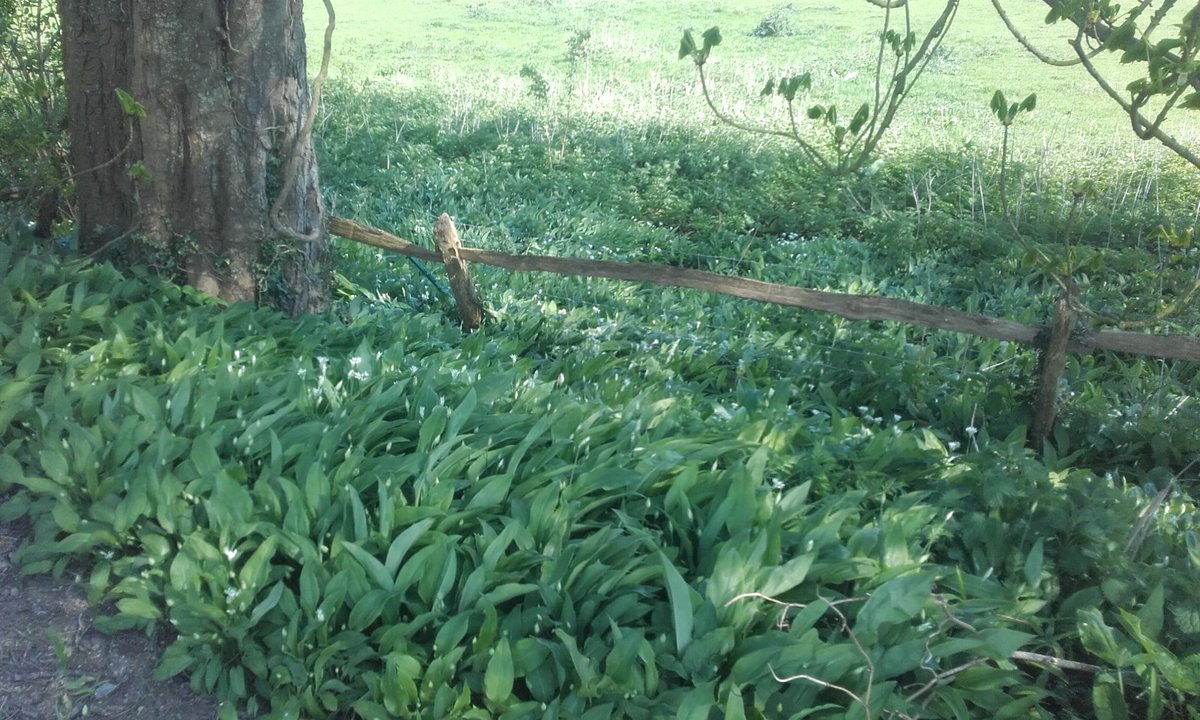 mikeycancan's tweet photo. 4 miles from my front door I picked some Wild Garlic today #nomonom https://t.co/bsTeja1jjd