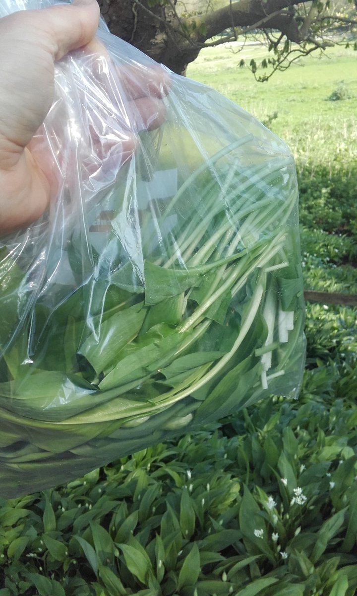 mikeycancan's tweet photo. 4 miles from my front door I picked some Wild Garlic today #nomonom https://t.co/bsTeja1jjd
