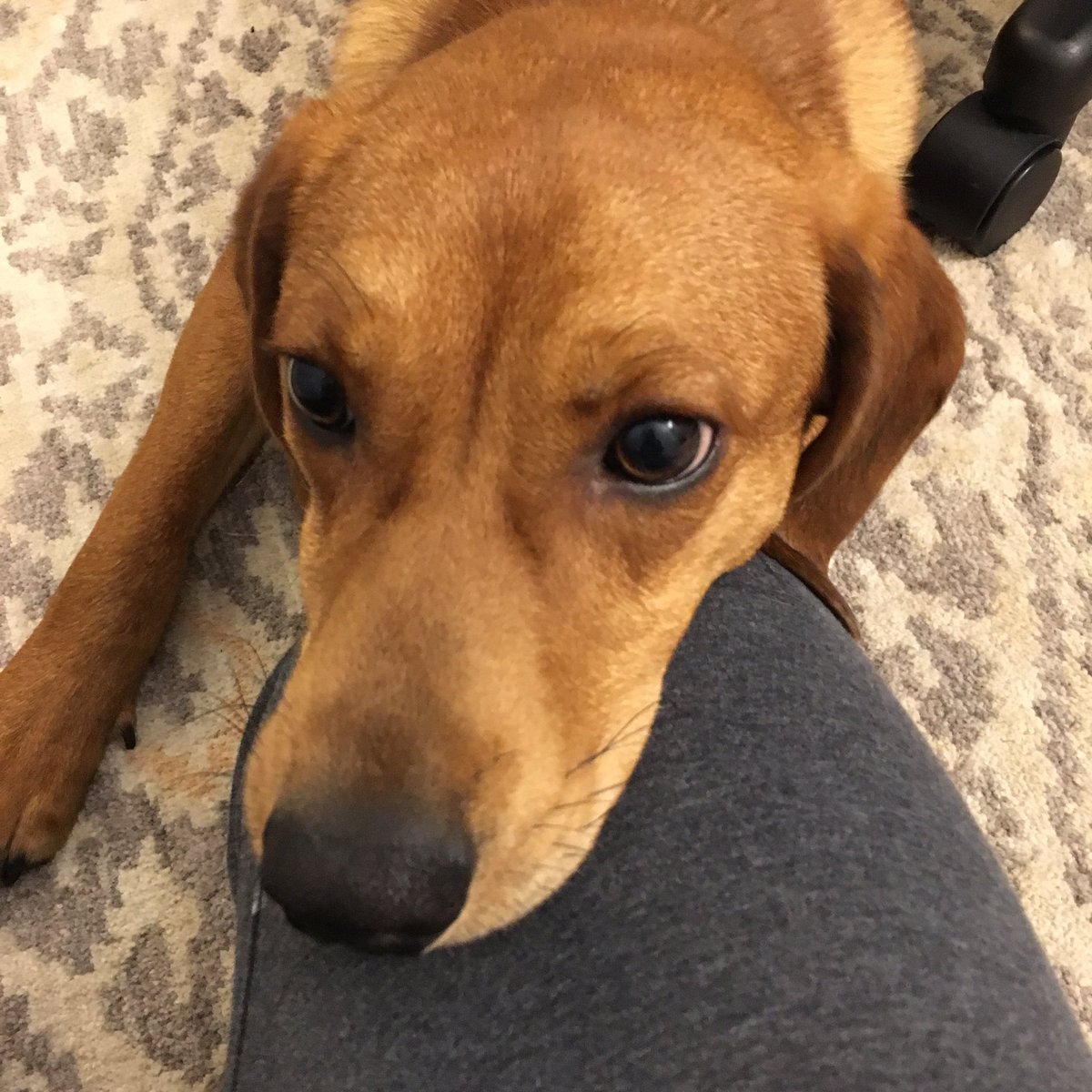 sherristpaul's tweet photo. @mnwild We named our new pup #StanleyCup because we are #COMM17TED #DoItForStanley ! https://t.co/g5nmHTXY1L