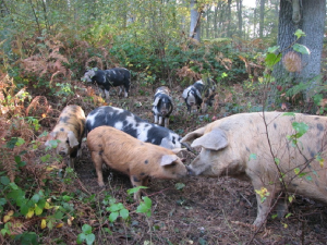 MonshireFoodFes's tweet photo. Finest British salami &amp; other charcuterie @ForestPigCharcu made with their own woodland raised free range pigs doesn't get better than that https://t.co/mxyG83xBJ6