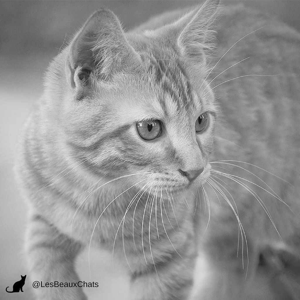 lesbeauxchats's tweet photo. Retrouvez-nous sur Messenger 🤗: https://t.co/T5AahgheAj https://t.co/7niRORcNxa