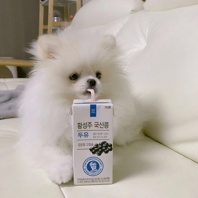 CoolDogPics's tweet photo. https://t.co/9bV9fqaF0g