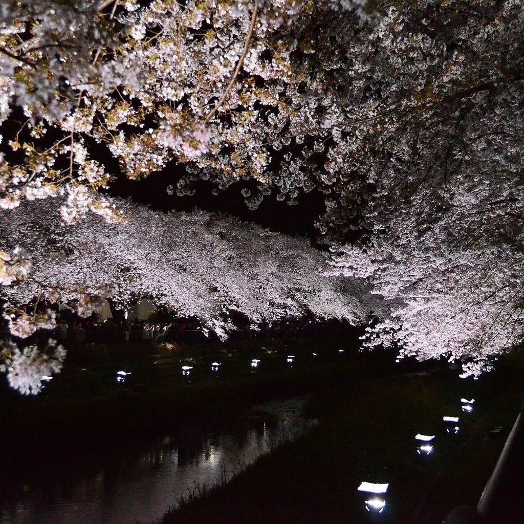 tomo318's tweet photo. 野川のライトアップ、今年もすてきな一夜でした🌸🌸 照明会社さんのボランティアでの開催なので、毎年続くか分からないけど、また来年も見られたらいいなぁ~✨ #野川 #桜 #ライトアップ #野川ライトアップ #調布 #cherrybl… https://t.co/suwY6d1ThO https://t.co/OrTBAU2d7I