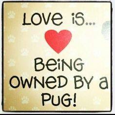 ReggieThePug1's tweet photo. https://t.co/5q4308zAL5