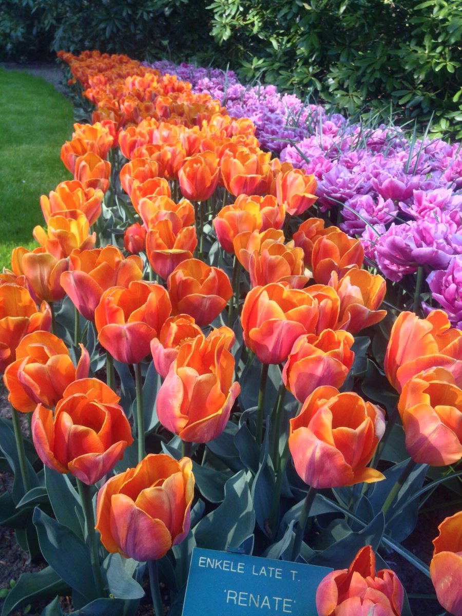 DescubraHolanda's tweet photo. #Descubra el #jardín de #flores más grande de Europa, #Keukenhof #tulipanes #Holanda #Primavera #Turismo https://t.co/ELMUMR4I9A https://t.co/S32tuH2qia