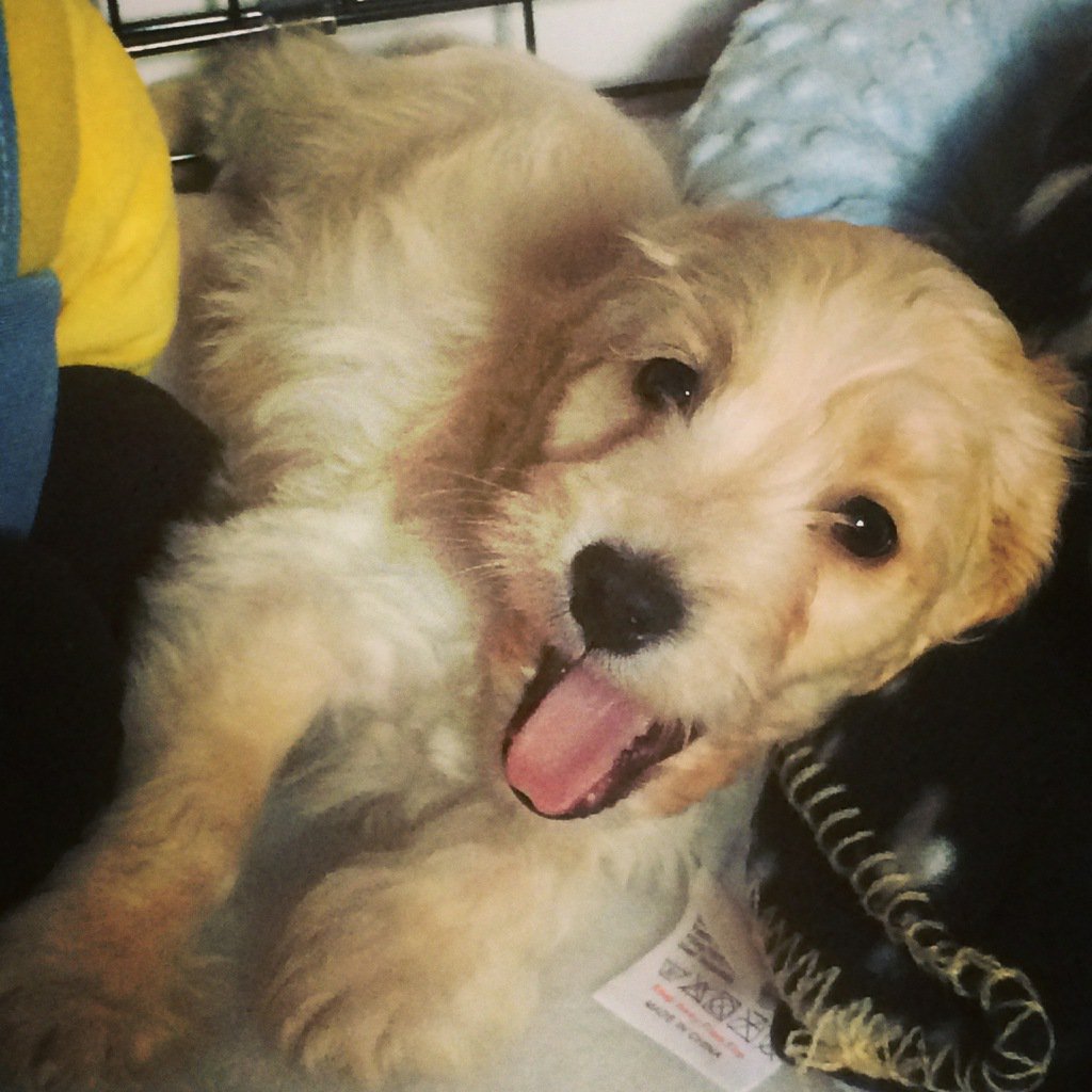 Spence4PetPlan's tweet photo. When #SpencetheSpaniel was a pup he had a gastrointestinal illness. We got him through it. We'll be there for your pup too! Get a quote now! https://t.co/dzxM7mVkmP