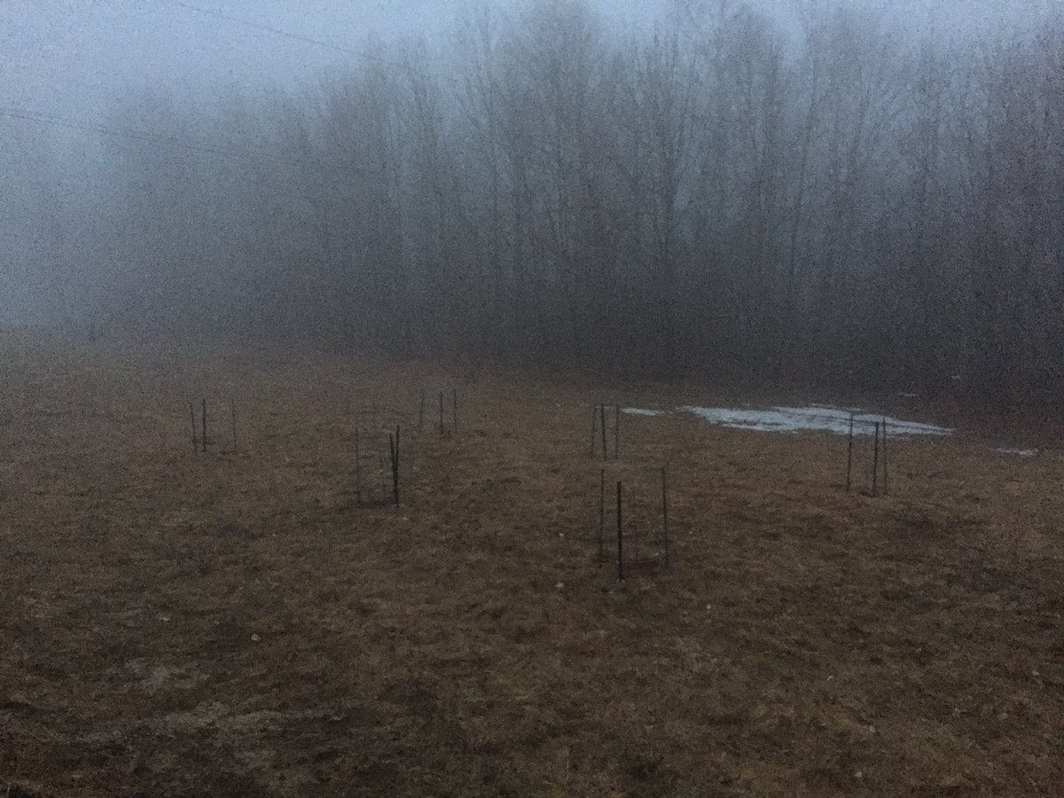 fnyorchard's tweet image. #foggyevening last night, but the next round of #appletrees and #raspberries are in! #farmny #orchard