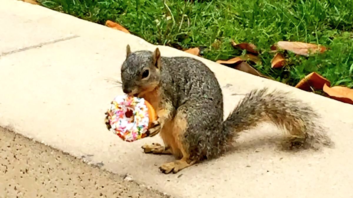 11 cool and endearing reasons to choose <a href="/UCLA/">UCLA</a>. We are in love with #2: animal antics! Adorable 😭ucla.in/2prluqA (via <a href="/UCLAnewsroom/">UCLA Newsroom</a>)