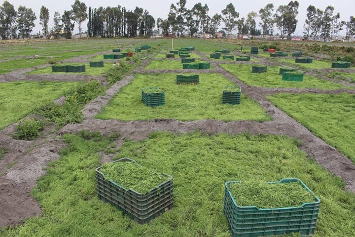 Desarrollo Rural TLH tweet media