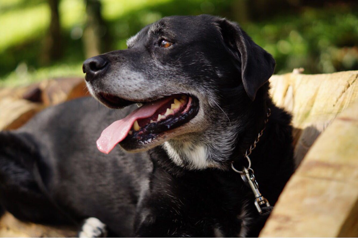 CPowell92's tweet image. Loved our visit to #NewarkPark #nationaltrust think #Scoobydoo enjoyed it too :) @LauraReadx