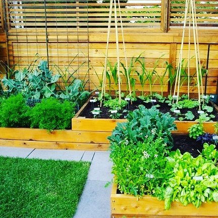 evrgrdn's tweet photo. A raised up vegetable garden.
#raised #up #vegetable #garden #plants #trees #herbs #vines #green #nature #flora #evrgrdn https://t.co/GBPuoxKnEp