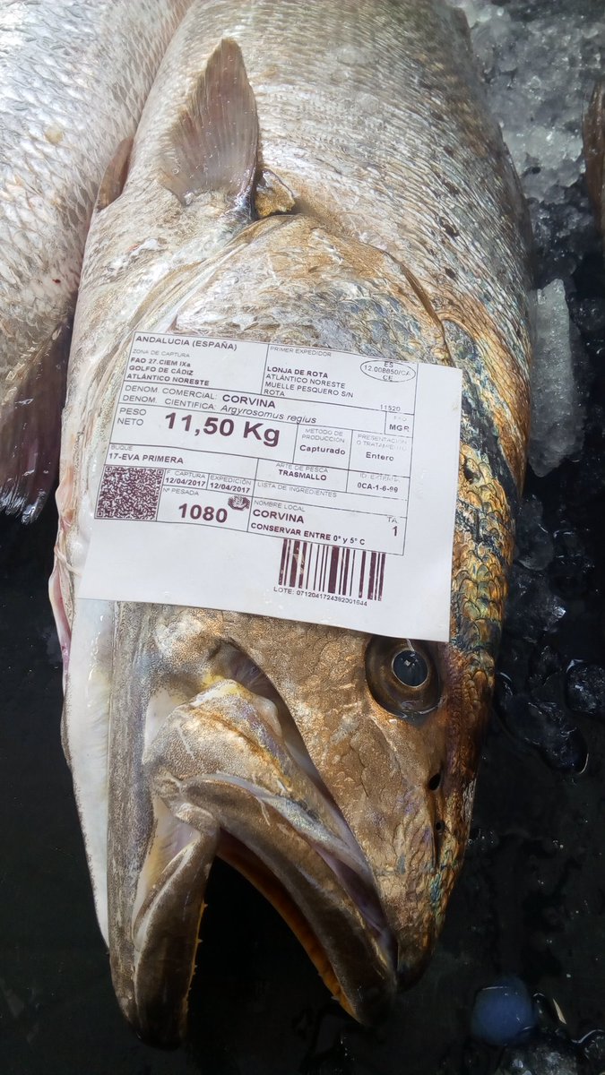 Preciosa Corvina!!, gracias Levante por dar algo de tregua!!! #DELAMAR