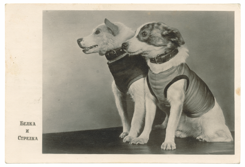 FuelPublishing's tweet photo. Cosmonauts Day! Belka and Strelka attend a press conference following their return from space #SovietSpaceDogs https://t.co/QO9ShVXi1P https://t.co/MSlITV9qj6