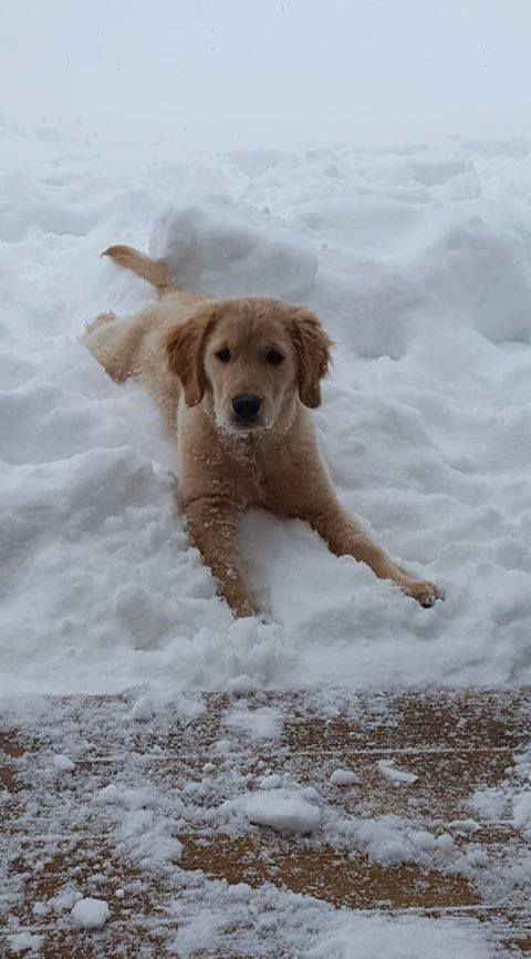 Shelburne_News's tweet image. Missing: Berkeley, age 4 months, Missing from the Dorset St. Ext. area of Charlotte, following a house fire. 
Contact  Liz at 802-881-5636