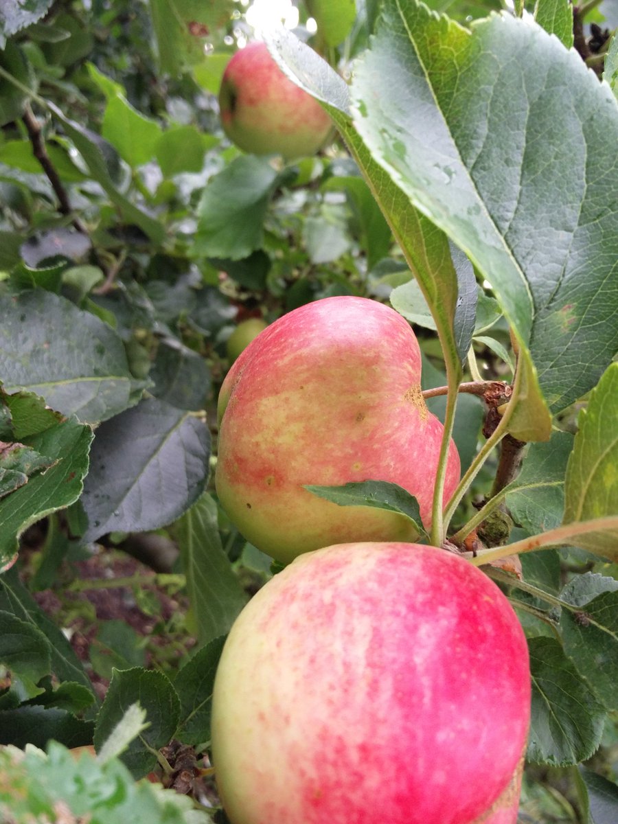 Last couple of days to enter Beoir #ChampionCiderOfIreland competition. Enter here beoir.org/cidercomp #cider