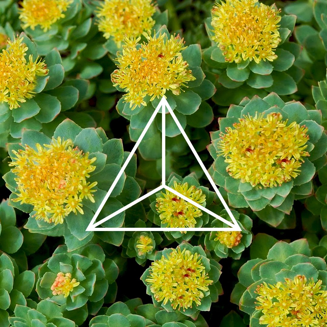The Vikings revered #Rhodiola, thought to enhance mental &amp; physical endurance. Find it in our NITRO SUPER COFFEE Energy Elixir Supplement.