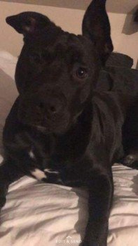 millypod1's tweet photo. MILO HOME SAFE. THANKS FOR RT's 😊🐕
#Oldbrook area #MiltonKeynes #Buckinghamshire #MK6 https://t.co/VjzyJmFEKV https://t.co/OWwo9QgBGH
