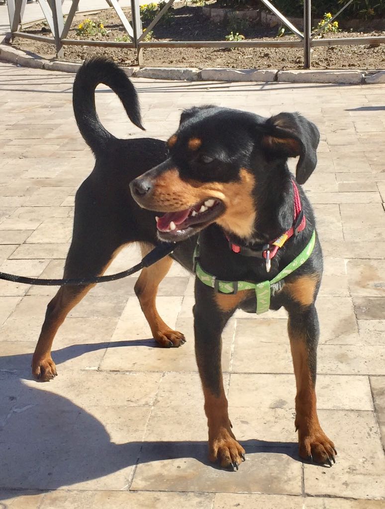 PerrotonEspana's tweet photo. #HoyAdoptasTu @AlejandraBotto @salvameoficial #Dulce #LaProteyelVagabundo #prosperro + INFO https://t.co/VQHTrFXXQV https://t.co/11cdasQfXD