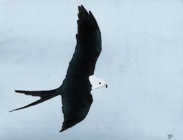 dhackett4150's tweet photo. #drawing #softpastels #bird #swallowtailed #kite #hawk #predator #raptor #handdrawn #art https://t.co/TLK88qbHIU https://t.co/eJBQXqXNrX
