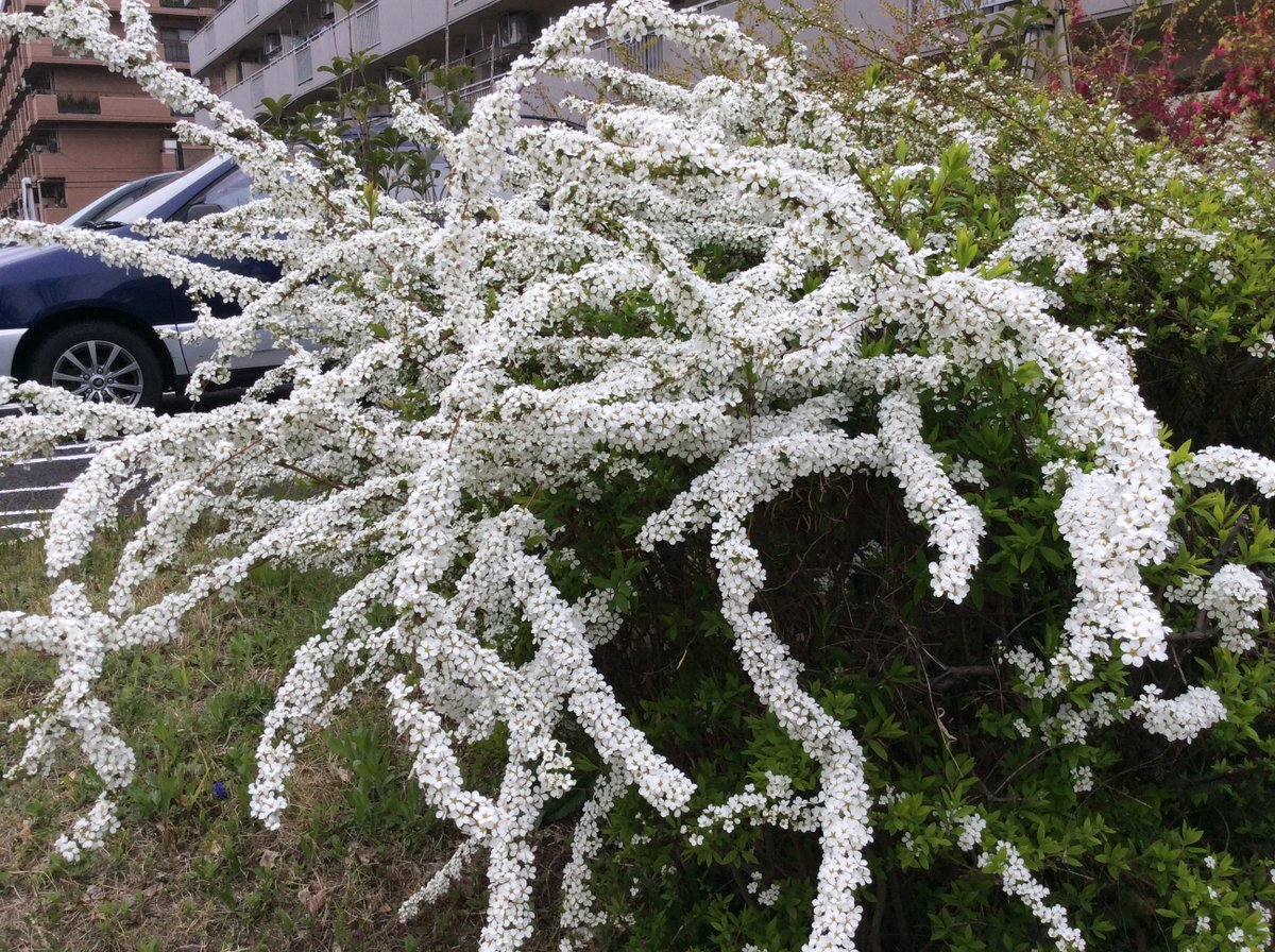 etsubo's tweet photo. 明日、金曜日まで良いお天気が続くようです。近くで雪柳がきれいに咲いていました。市役所駅から名古屋城東門に向かう道中にも、たくさんの雪柳が咲いています。 https://t.co/H5SLFuRLIH