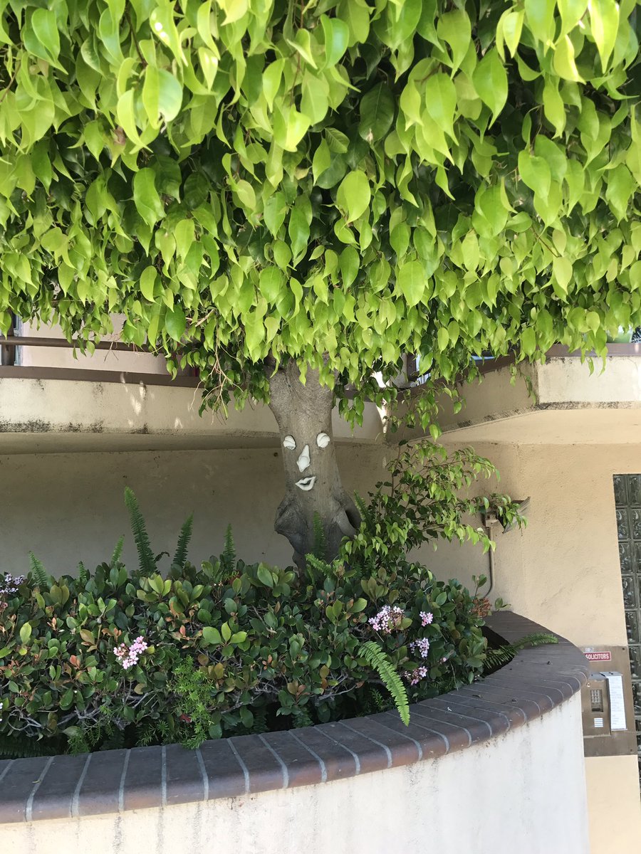 mimifredette's tweet image. So some creative person did this to the tree at my front door  #ILikeIt #CoolTree