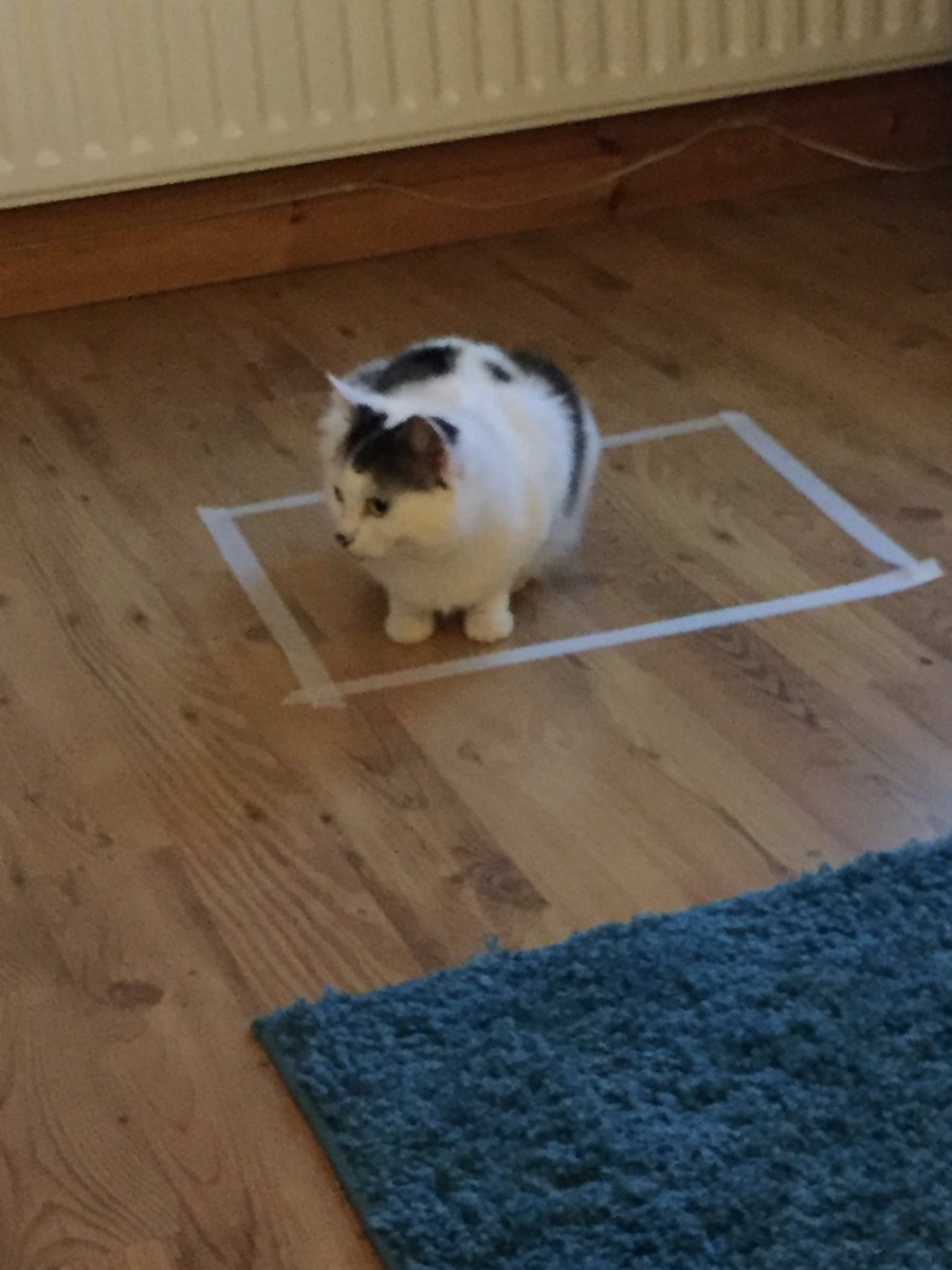 flannellove's tweet photo. Why does this work??!!🙈🙊 #catinsquare #likeacattoasquare #noneedformothsandflames https://t.co/aWhLq3P9JI