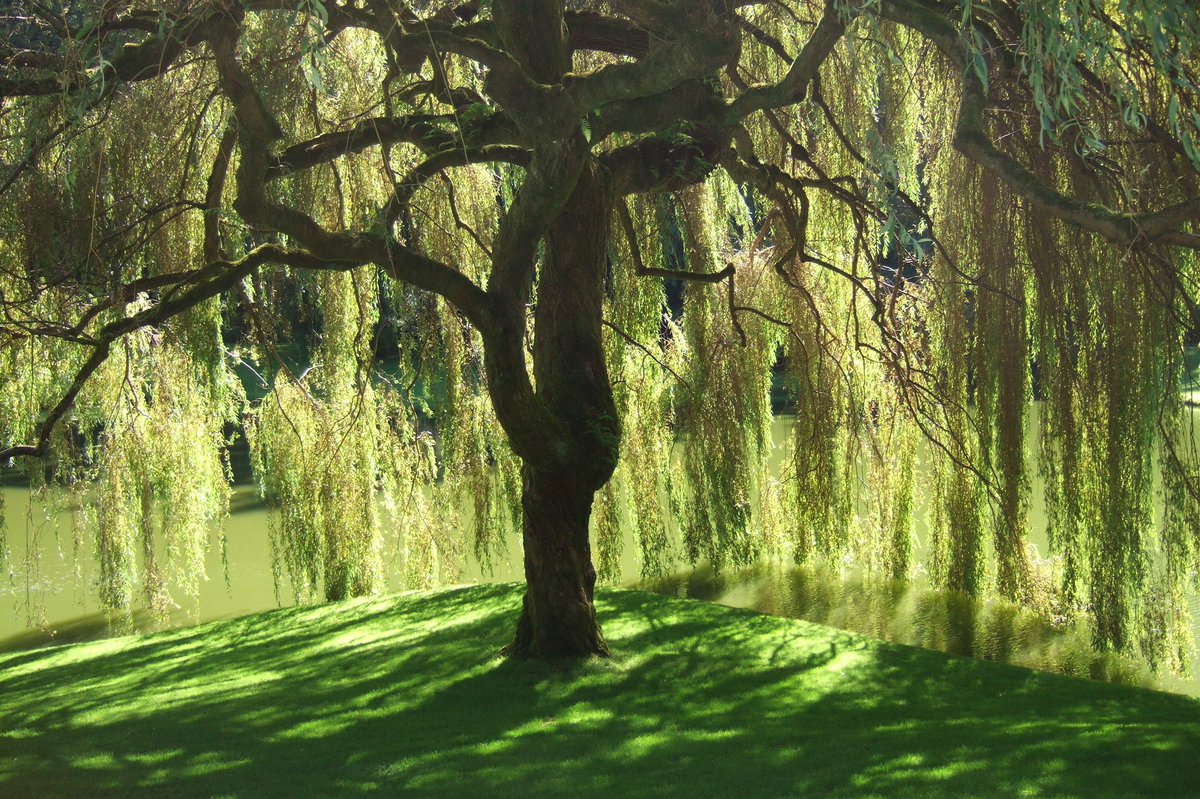 This Willow really encapsulates Willow Wednesday #treemovement