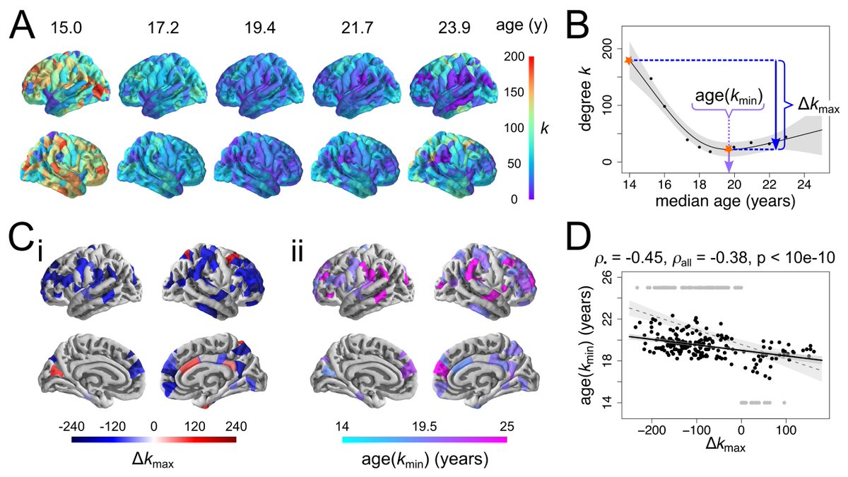 frantisekvasa's tweet photo. Adolescent tuning of association cortex in human structural brain networks | new w/ @edbullmore, @spornslab et al. | https://t.co/gjzYH6Mo26 https://t.co/3TNhaOmhsJ