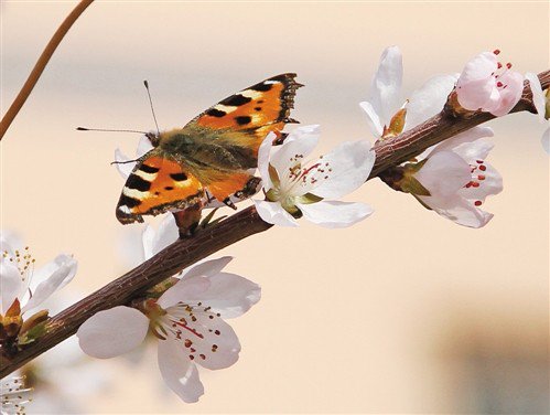 IMDChina's tweet photo. Spring Comes
春天的表情
         塞北花满树，青城复回春。祖国北疆的春天如约而至。在内蒙古呼和浩特市，繁盛的桃花、杏花，迎春灼灼地开放，弥漫起柔和的香气。桃红柳绿的枝头，鸟儿尽情歌唱着春天，蛰伏了一个冬天的蜂儿蝶儿也变得忙碌起来。(孟和朝鲁) https://t.co/6mPYFPjliS