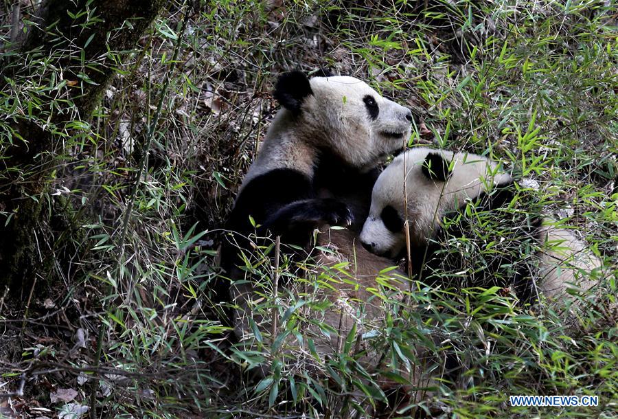 pandas_fr's tweet image. Un jeune #panda et sa mère observés dans la réserve naturelle de #Foping (monts #Qinling) panda.fr/un-jeune-panda…