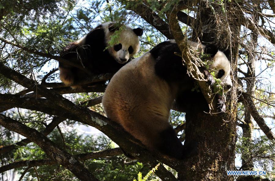 pandas_fr's tweet image. A mother #panda and her cub seen in #Foping Nature Reserve (#Qinling Mountains) panda.fr/un-jeune-panda…