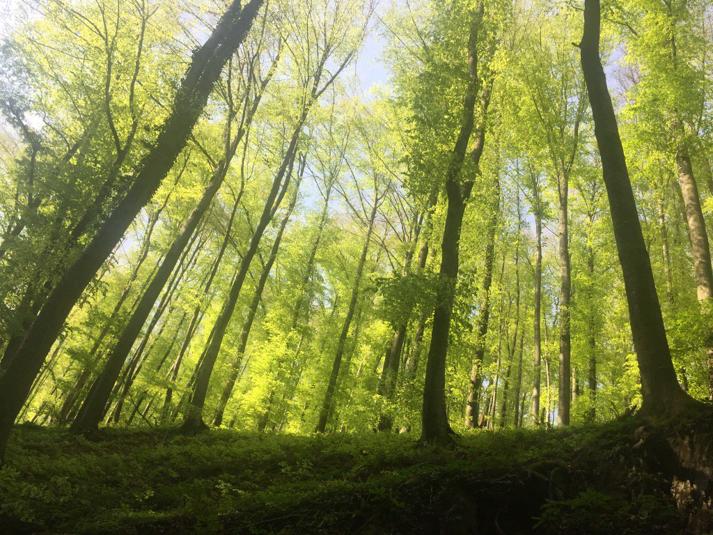 ierles_igor's tweet photo. Lookinh in the #forest for some good #veneer #log 🌲🌲🌲❤️ #ierles https://t.co/Ia0tr7ni48