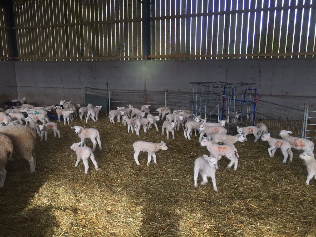 LDSayers's tweet image. Lambing 2017 coming to an end. Can't wait to get them out on the grass!