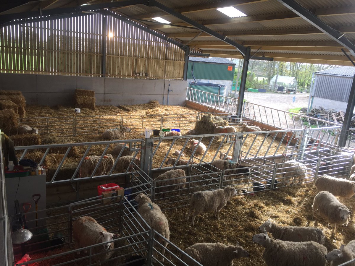 LDSayers's tweet image. Lambing 2017 coming to an end. Can't wait to get them out on the grass!