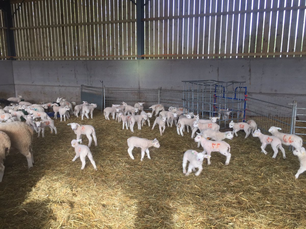 LDSayers's tweet image. Lambing 2017 coming to an end. Can't wait to get them out on the grass!